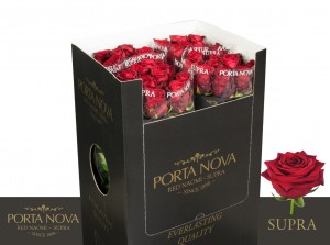 Porta-Nova-Supra-Roses-80-cm