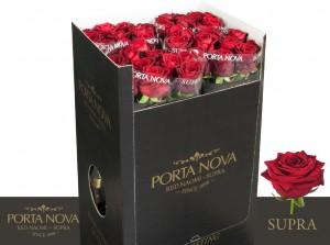 Porta-Nova-roses-90-cm