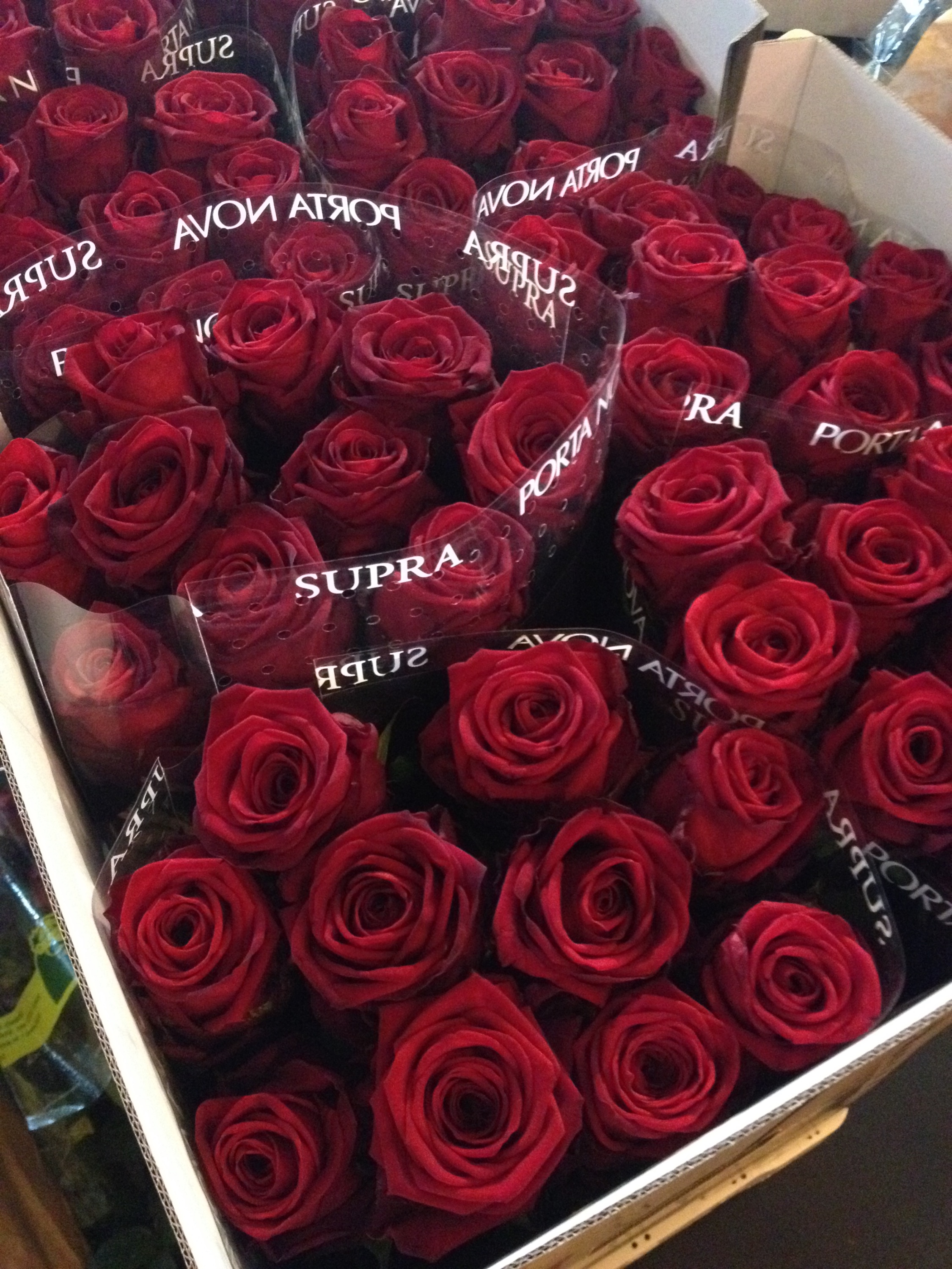 thomas rinaldi porta nova roses