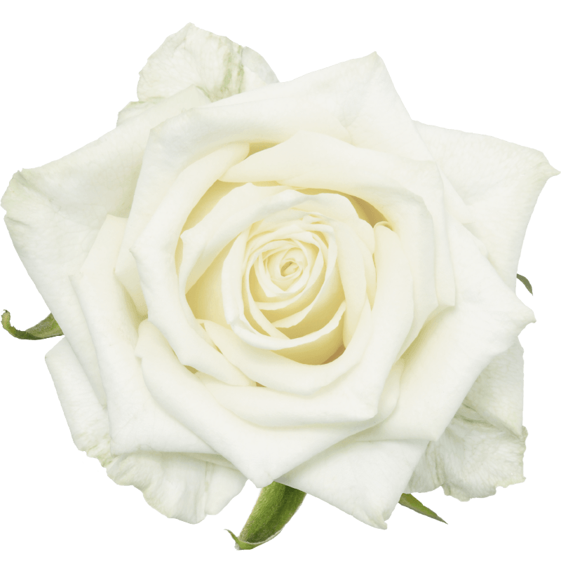 The rose White Noami from Porta Nova