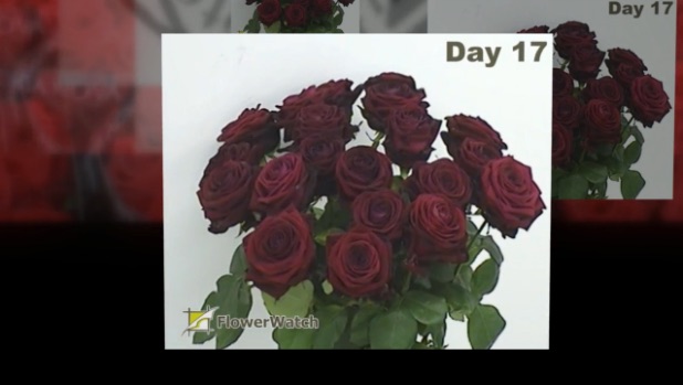 Timelaps of Red Naomi rosess