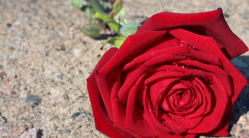 single-porta-nova-rose-ipm-5